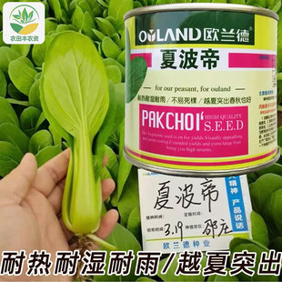 夏波帝青梗菜越夏突出耐热耐湿耐雨水不易死棵青菜种子欧兰德青菜