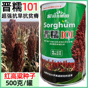 晋糯101红糯高粱种子抗旱穗大高产抗病抗倒适合酿酒红高粱种籽