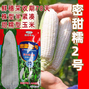 密甜糯2号玉米种子国审白糯玉米抗病稳产春播农家大田苞米玉米籽
