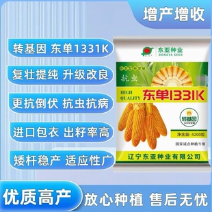 东单1331K国审玉米种子转基因抗虫耐高温耐旱耐涝抗倒伏玉米种子