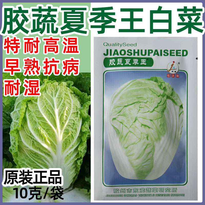胶蔬夏季王白菜种子耐热耐湿早熟性好高抗病害优质夏秋白菜种子籽