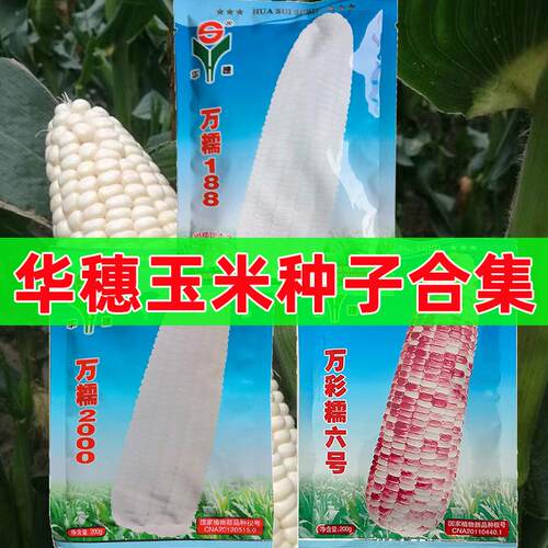 华穗糯玉米种子高产皮薄无渣