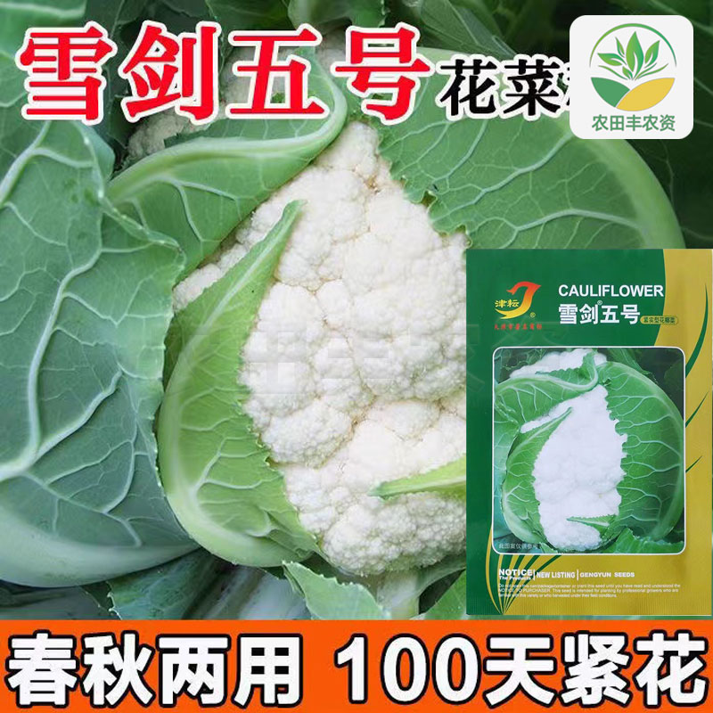雪剑五号菜花种子白色雪白