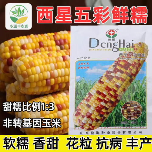 登海彩糯玉米种子抗病软粘脆甜