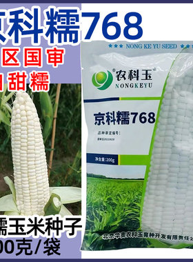 京科糯768玉米种子白甜糯国审大棒抗病高产农科玉原装玉米种籽