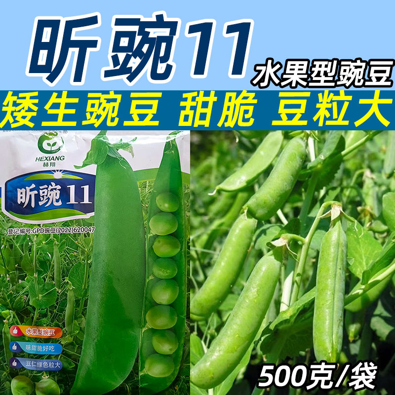 昕豌11号豌豆种子水果型豌豆白花硬荚甜脆大荚大粒矮生豌豆种子籽