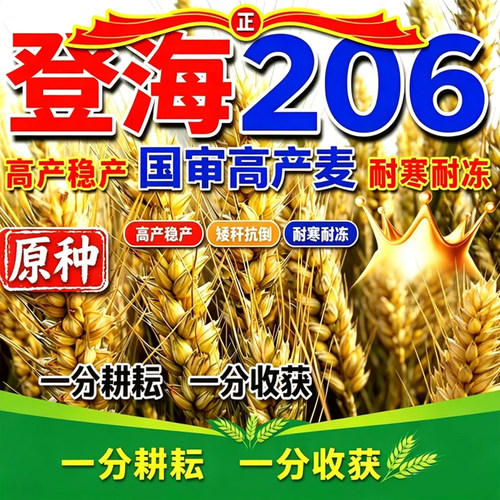 国审登海206小麦种子半冬性矮秆抗倒中大穗高产稳产冬小麦种子