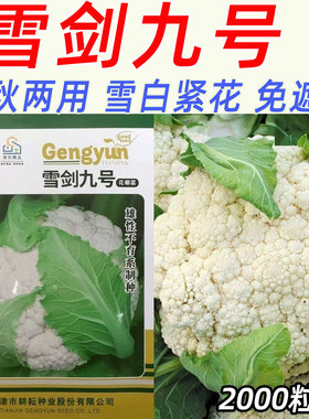 雪剑九号花菜种子 2000粒 春秋两用型紧花花菜免遮盖高产紧实花菜