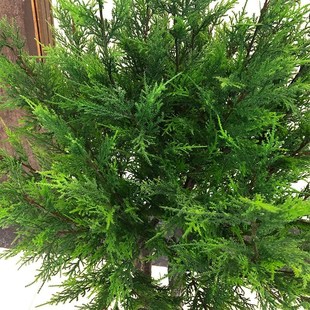 仿真植物柏树绿植柏树圣诞盆栽柏树客O厅家居装饰摆设厂家