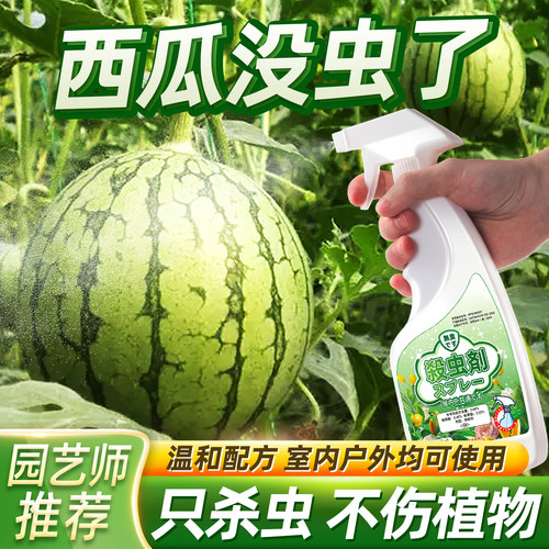 治西瓜虫子瓜苗虫杀虫剂喷雾