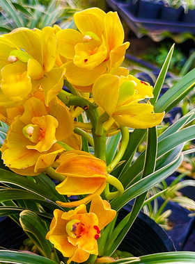 兰花苗四季兰矮种 黄龙云海 浓香型夏秋花期室内绿植盆栽建兰