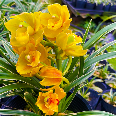 兰花苗四季兰矮种 黄龙云海 浓香型夏秋花期室内绿植盆栽建兰