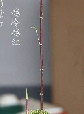 紫寒竹盆栽室内客厅办公室桌面绿植懒人好养