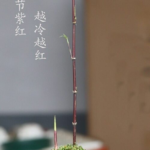 紫寒竹盆栽室内客厅办公室桌面绿植懒人好养