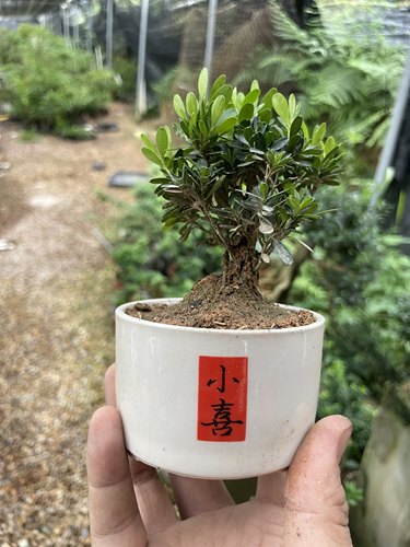 雀舌黄杨室内盆栽植物小叶好养盆景四季常青桌面办公室绿植