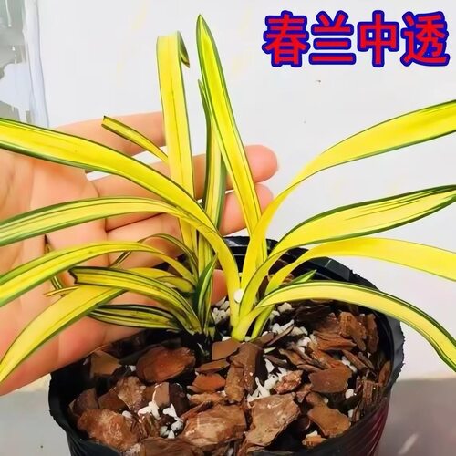 春兰中透兰花苗浓香型室内阳台花卉盆栽四季好养活