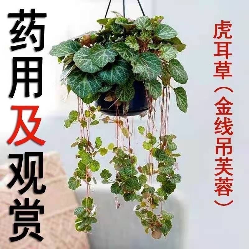 新鲜虎耳草盆栽吊金钱姬虎耳草盆栽金丝荷叶苗花卉绿植物大文字草