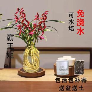 水培金边兰花苗 霸王姬 室内办公室小盆栽绿花卉好养四季当年开花