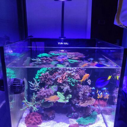 科洛雷巨型彩色An30S海水微型u水族箱灯全光谱Led灯背滤光片小型
