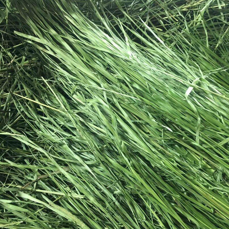 提摩西草干草兔草苜蓿草s捆段提摩西草提摩西牧草荷兰猪草杆装