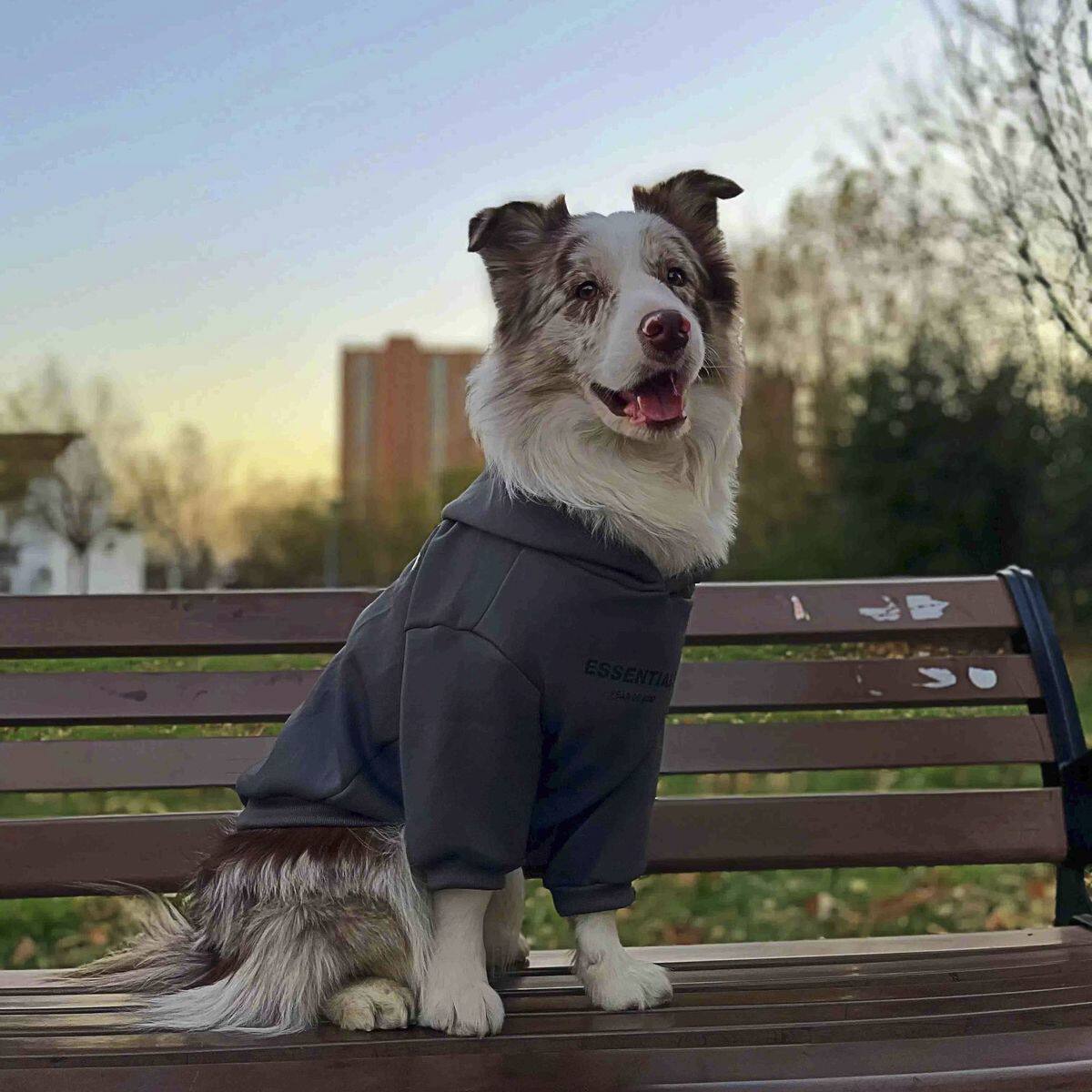 狗狗衣服秋冬大型犬金毛拉布拉多杜宾边牧加绒加厚网红卫衣保暖衣