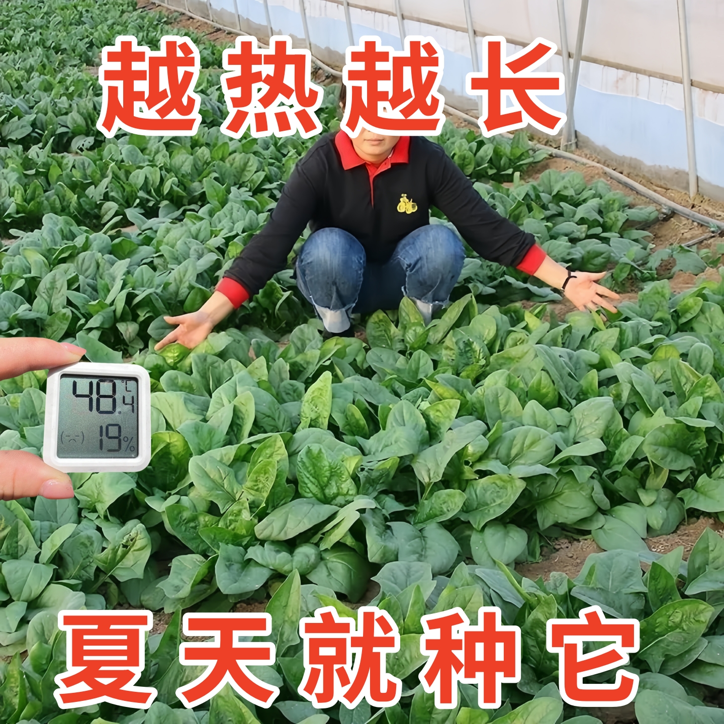 菠菜种子耐天热夏季大叶高产原生态夏四季易种蔬菜种阳台庭院盆栽