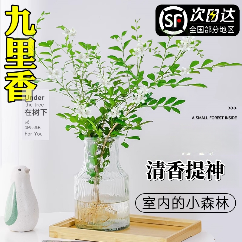 九里香水培植物盆栽带花苞花卉绿植室内办公室桌面水养茉莉花好养