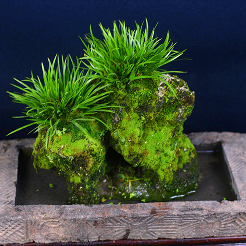 水石菖蒲水培养植物老桩盆景造景净化水质花苗草挺水沼泽过滤植物