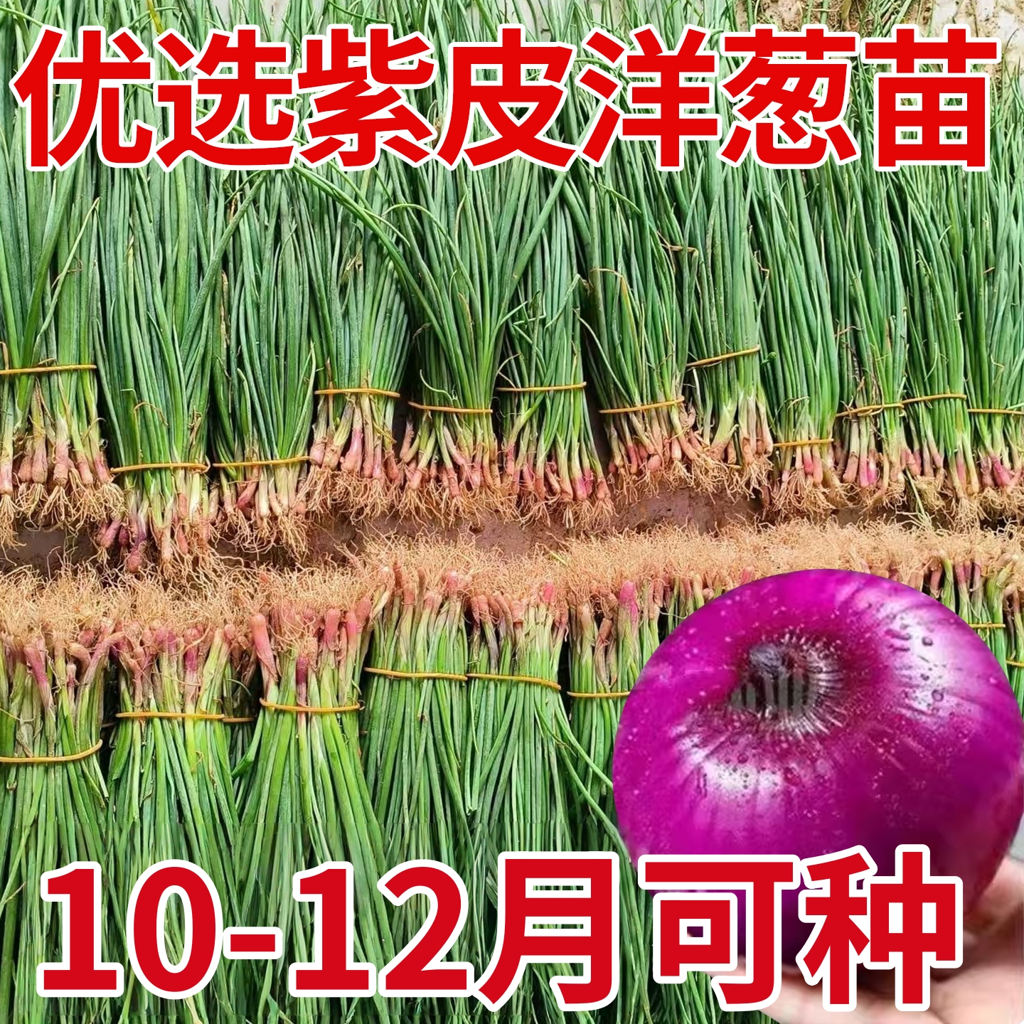 水果洋葱苗红皮洋葱大果紫皮洋葱秧苗四季耐寒二红圆葱苗花卉盆栽