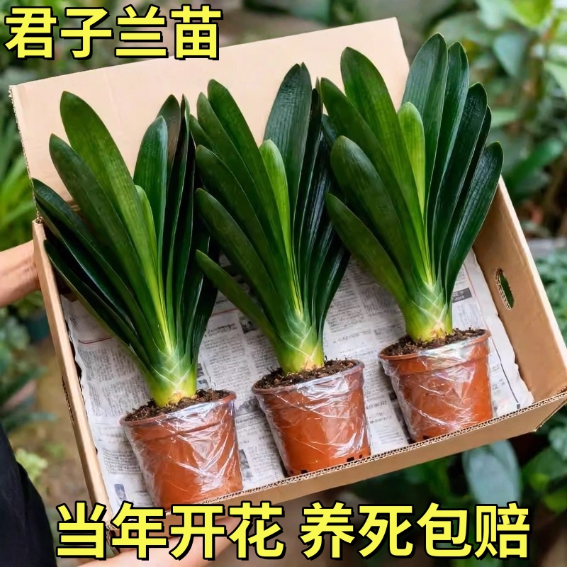 君子兰盆栽客厅君子兰苗君子兰花君子兰盆栽带花苞绿植盆栽室内