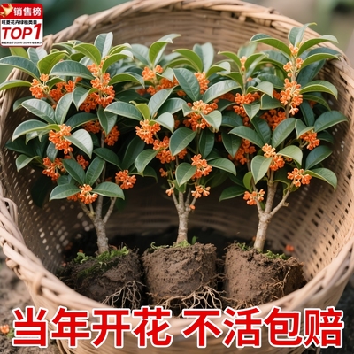 四季桂花浓香型盆栽好养树苗金桂耐寒室内外庭院地栽阳台绿植花卉