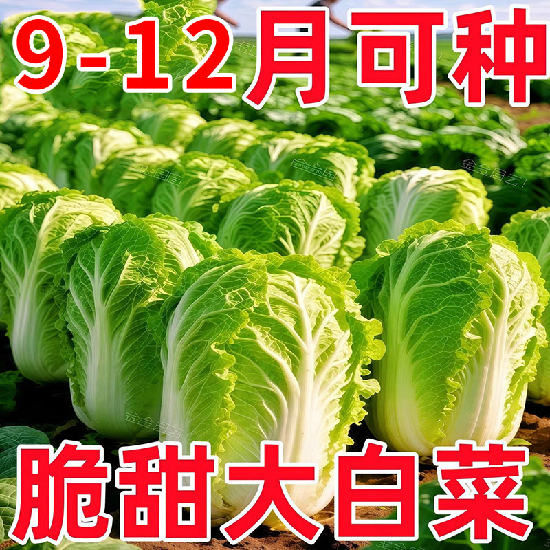 大白菜种子山东黄心白菜种孑苗春秋冬储卷心菜种籽早熟白菜籽蔬菜