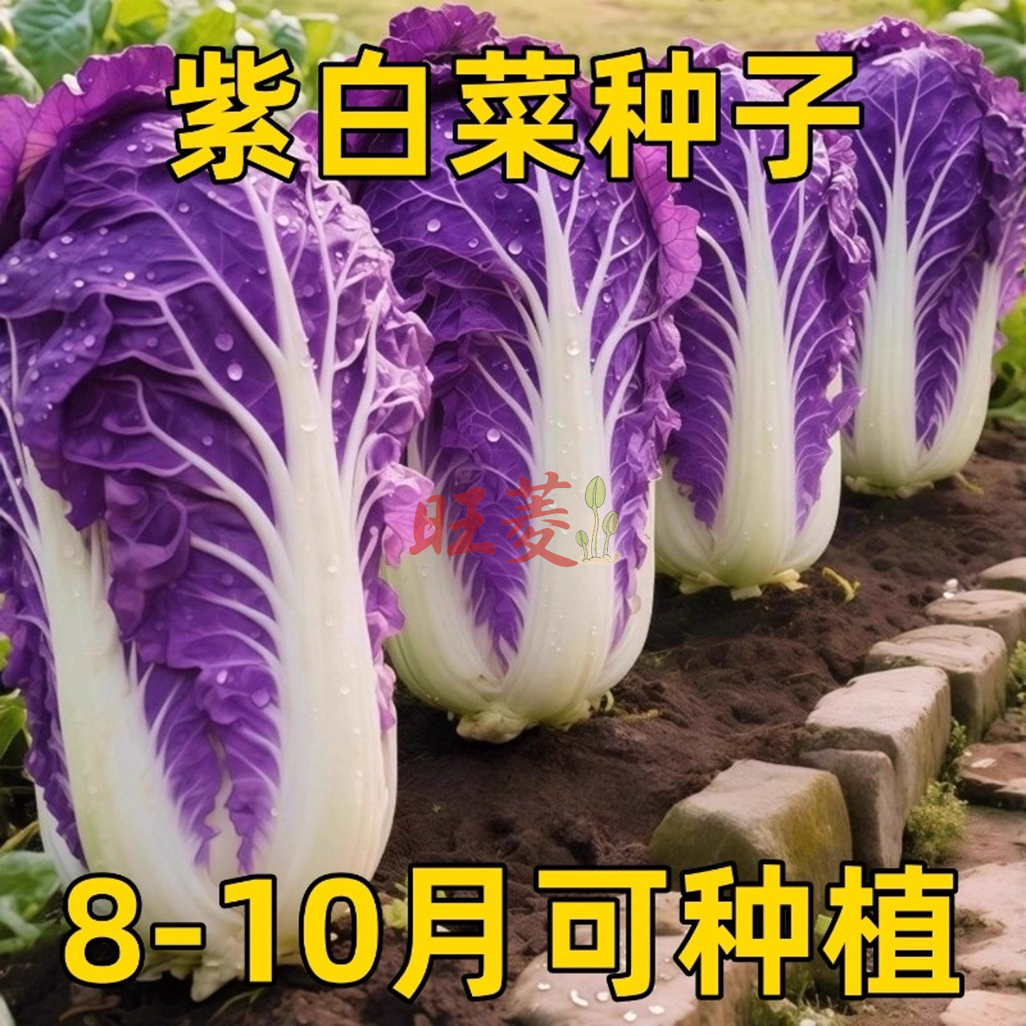 紫白菜种子紫玉白菜千宝菜秋冬季稀有特色高产抗热大白菜四季蔬菜