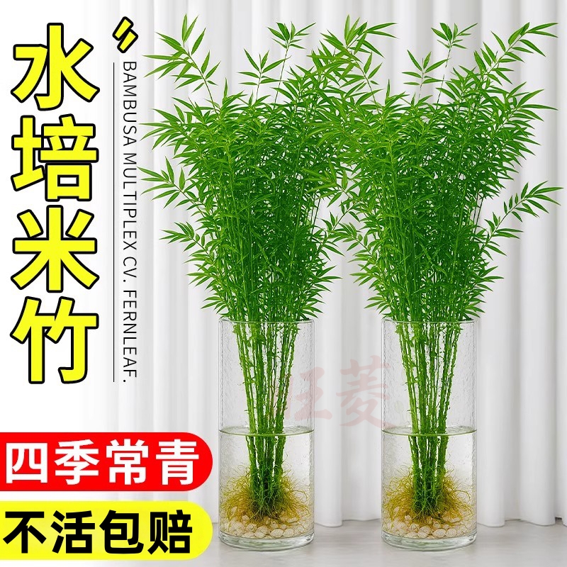 水培植物米竹盆栽室内办公室鱼缸水养富贵竹观音竹绿植盆景好养活