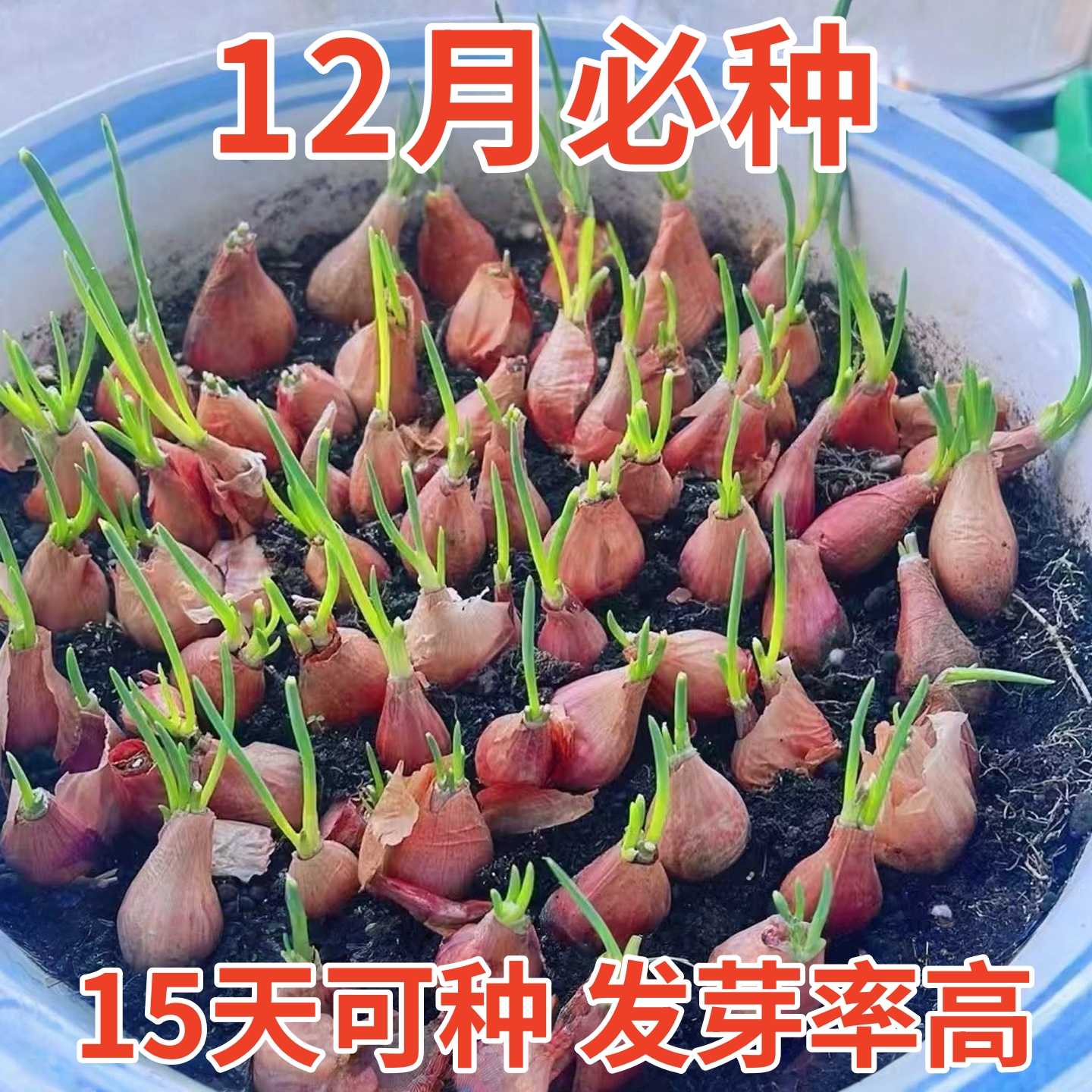 四川红葱头铁葱火葱自家种盆栽极速发货四季种植四季小香葱红头葱