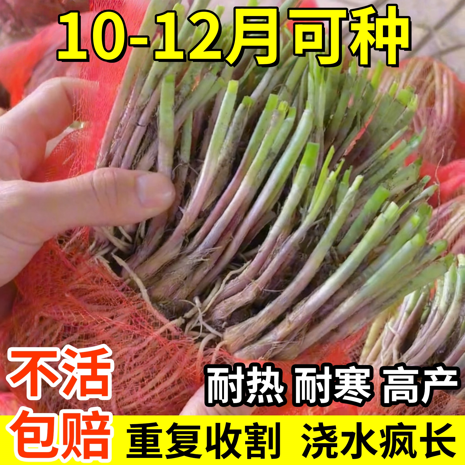 现挖新韭菜根苗香韭菜小叶韭菜根老土品种紫红根细叶笨韭阳台地栽