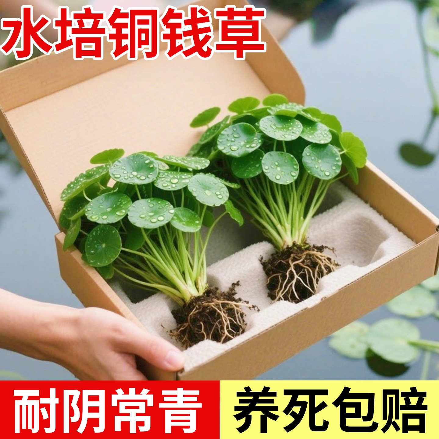 精品大叶铜钱草水培植物水养绿植物小叶办公室内桌面四季好养易活
