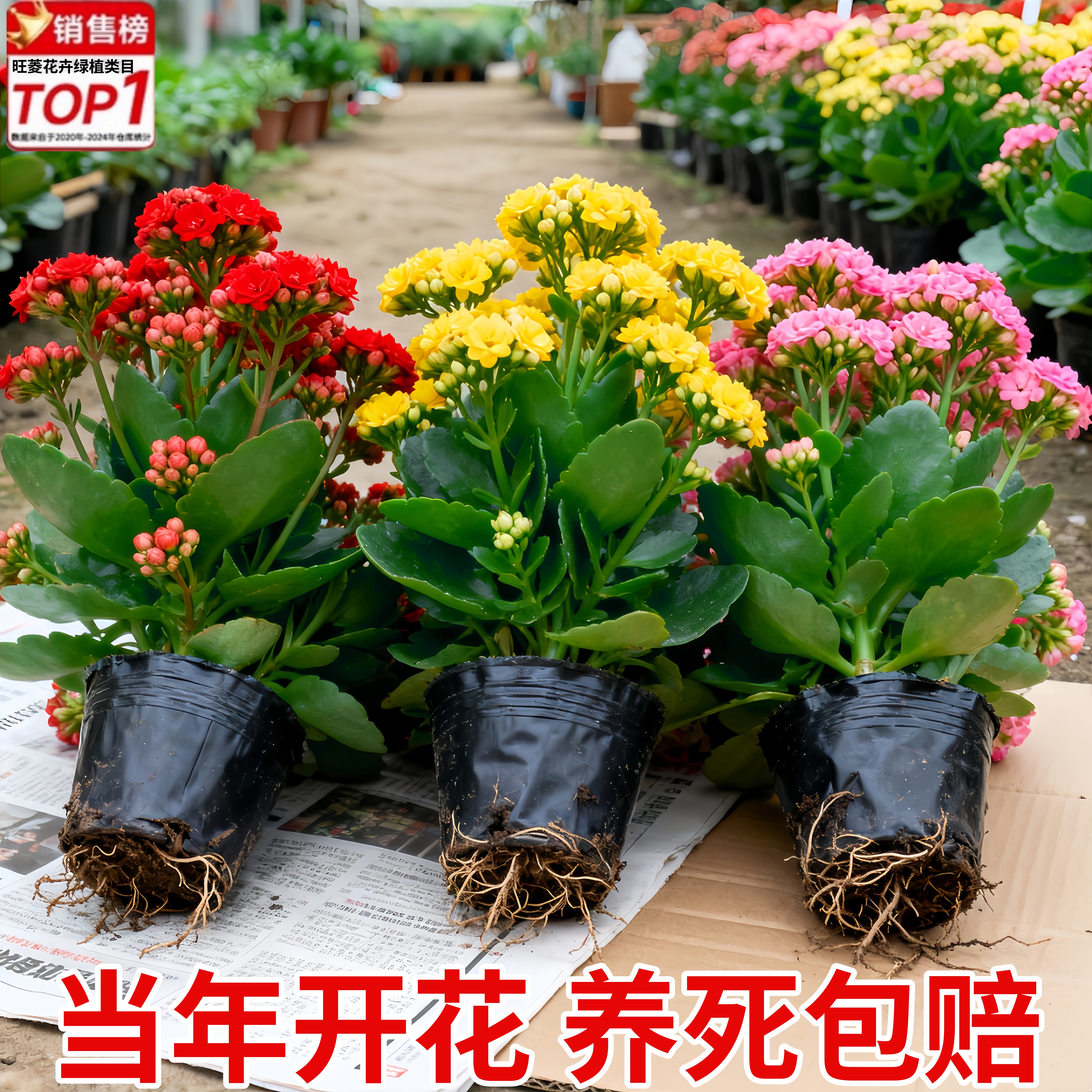 长寿花盆栽重瓣花苗带花苞大花绿植物室内全年开花金狐狸长寿花卉
