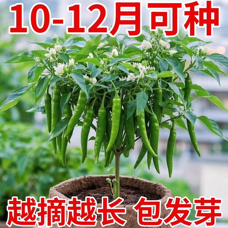 正宗樟树港辣椒苗原产地核心产区带叶带土发货湖南辣椒苗蔬菜苗子