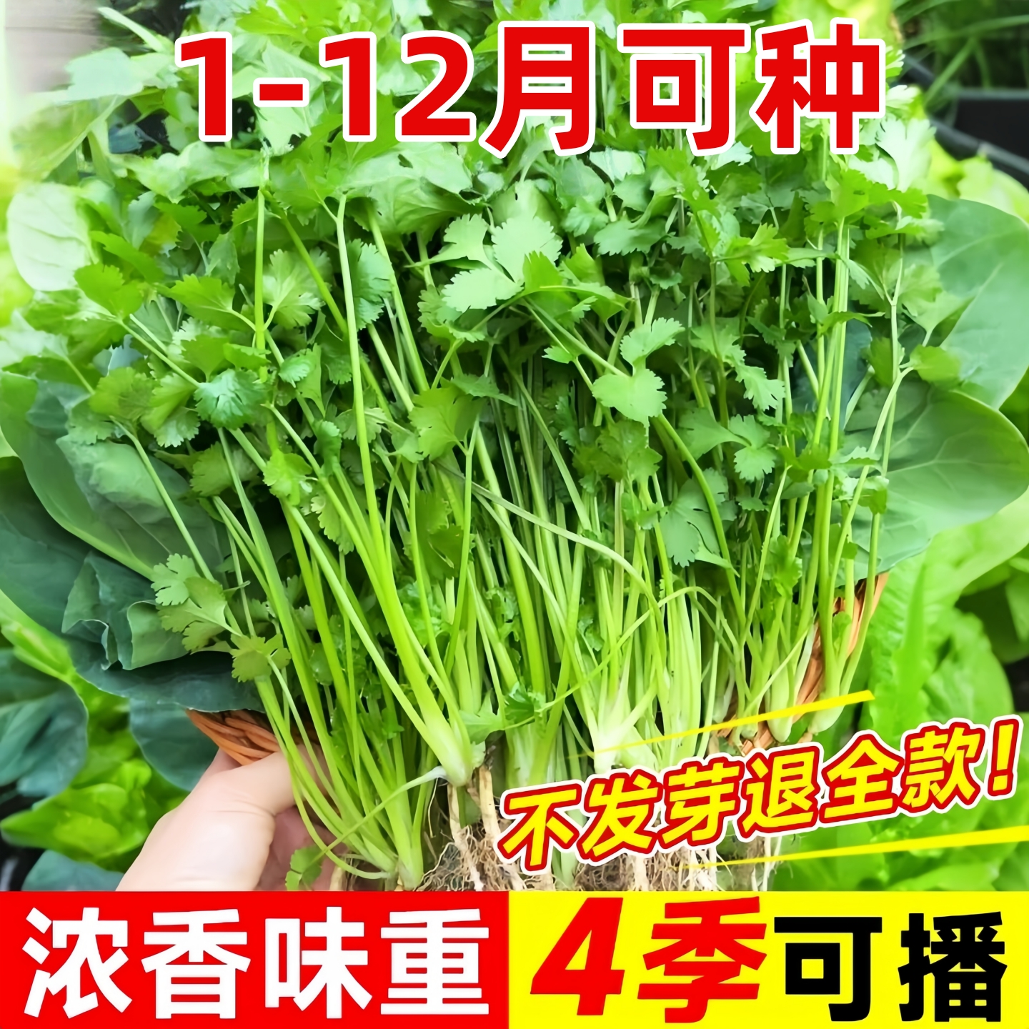 香菜种子四季耐寒阳台庭院盆栽农家菜园高产蔬菜芫荽菜籽种孑大全