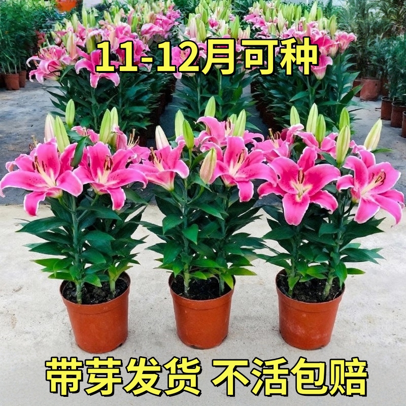 香水百合盆栽带花苞室内外阳台庭院浓香植物花卉四季好养新鲜绿植