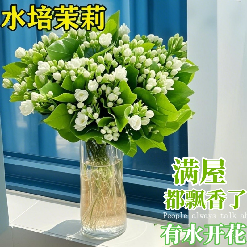 茉莉花水培植物盆栽办公室内桌面懒人鲜花绿植九里香水养花卉