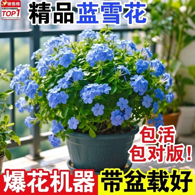 蓝雪花苗盆栽大苗带花苞阳台植物好养的花卉四季花不断鲜花庭院开
