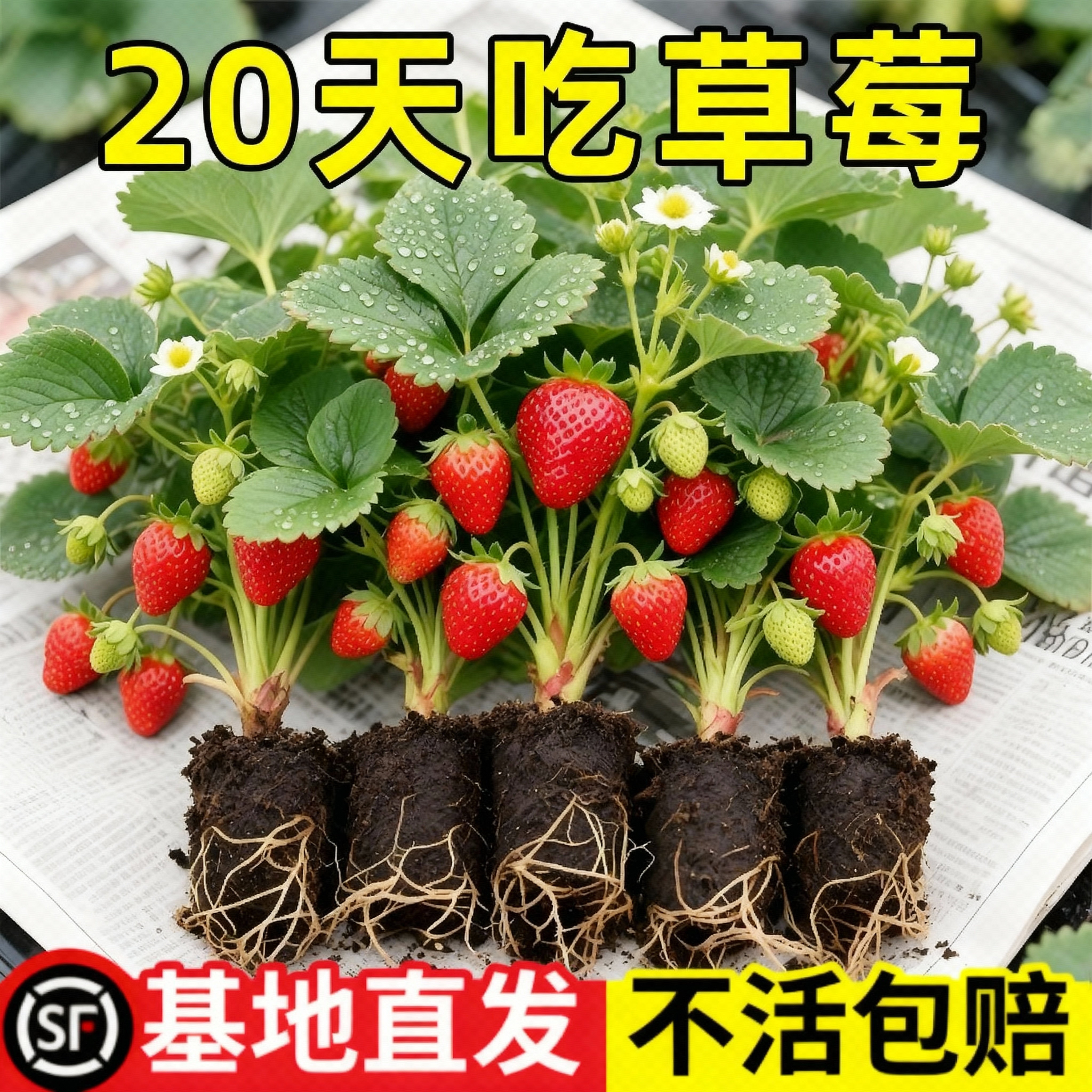 草莓苗奶油红颜草莓秧四季大棚种植甜宝草莓苗裸根当年结果新苗子