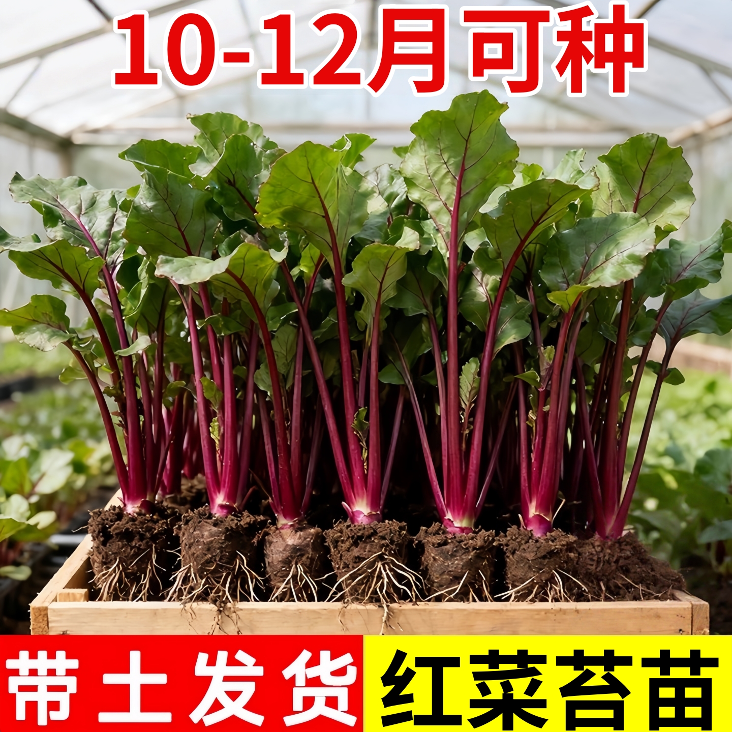 红菜苔秧苗耐寒高产甜菜苗多茬采收四季蔬菜苗盆栽阳台小院可种植