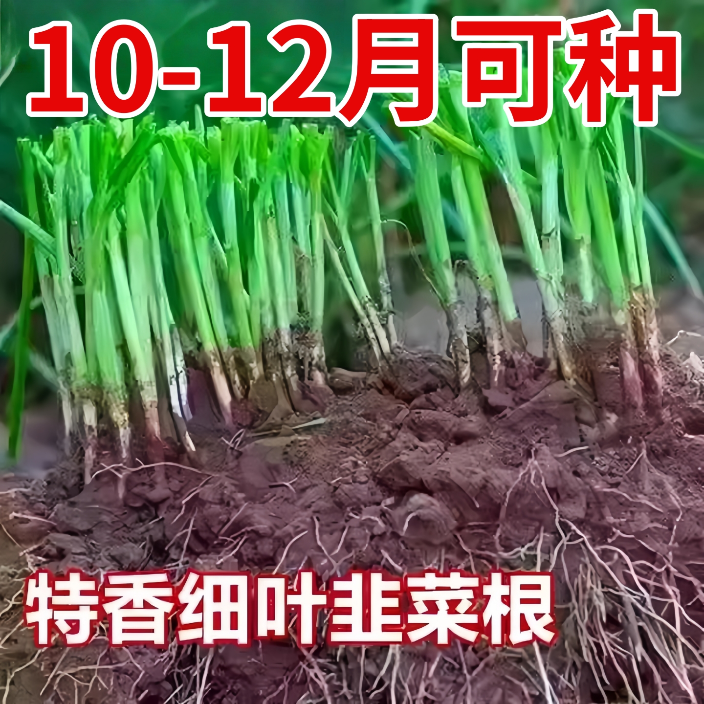 新韭菜根香韭菜小叶韭菜根老品种紫红根细叶笨韭菜苗本地土韭菜根