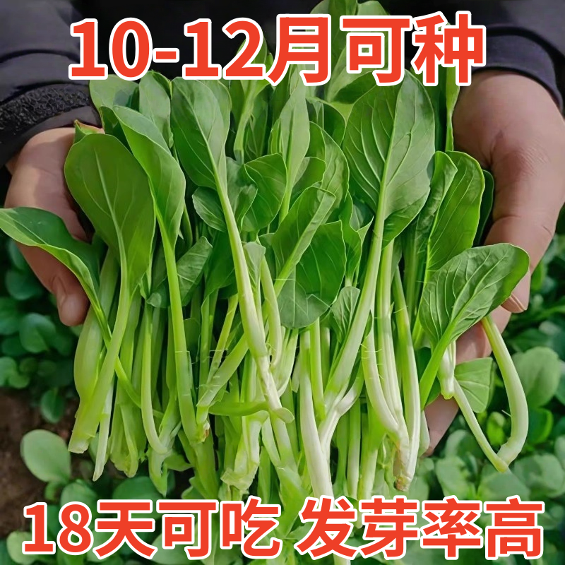 鸡毛菜菜籽种四季种植阳台庭院速生蔬菜大全小白菜上海青菜种籽子