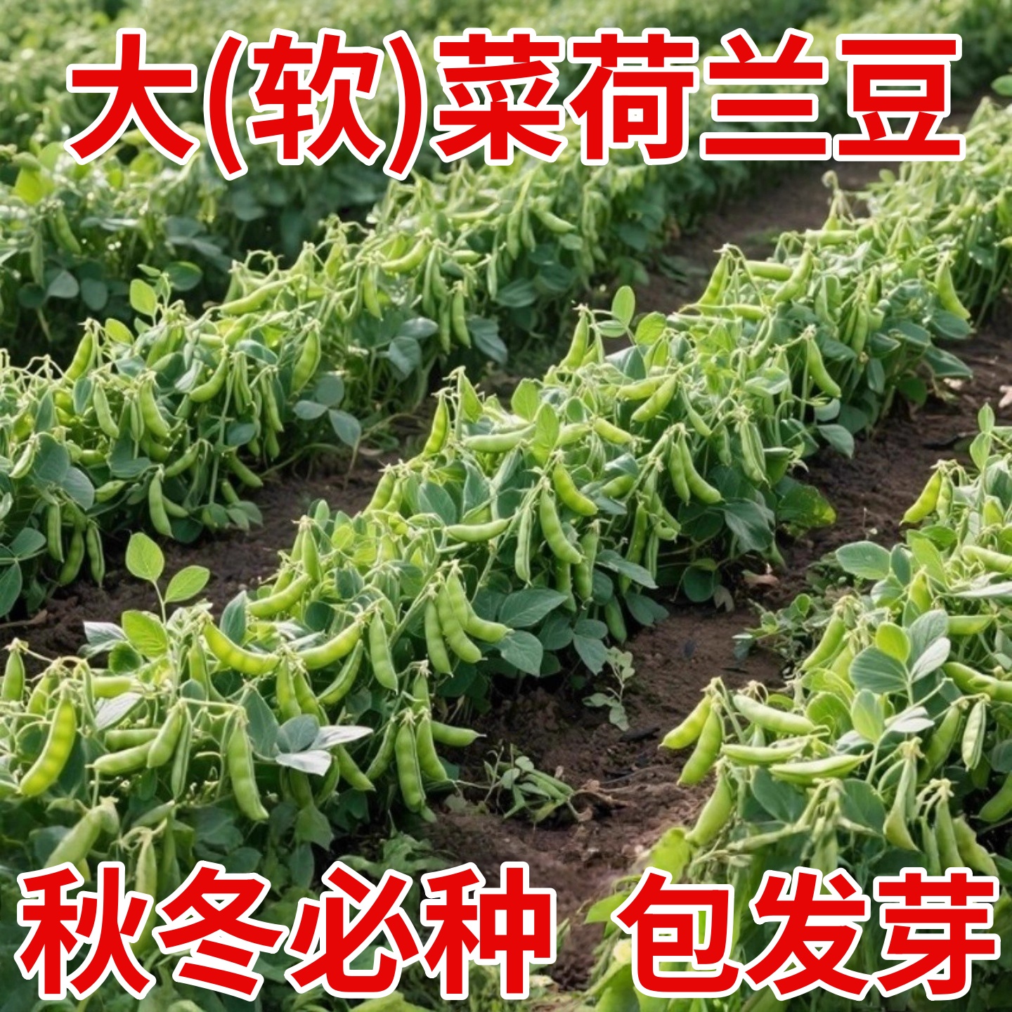 荷兰豆种籽种子何兰豆种孑高产四季豌豆苗豌豆荚种蚕豆菜籽尖蔬菜