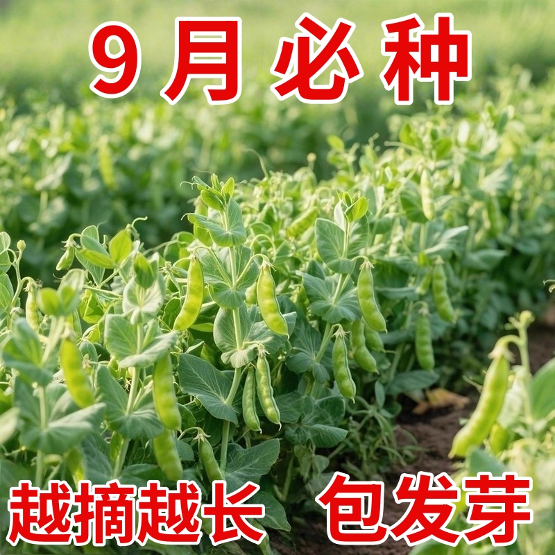 荷兰豆种子农科院农家蔬菜种子豌豆尖苗大荚高产春秋冬四季种阳台