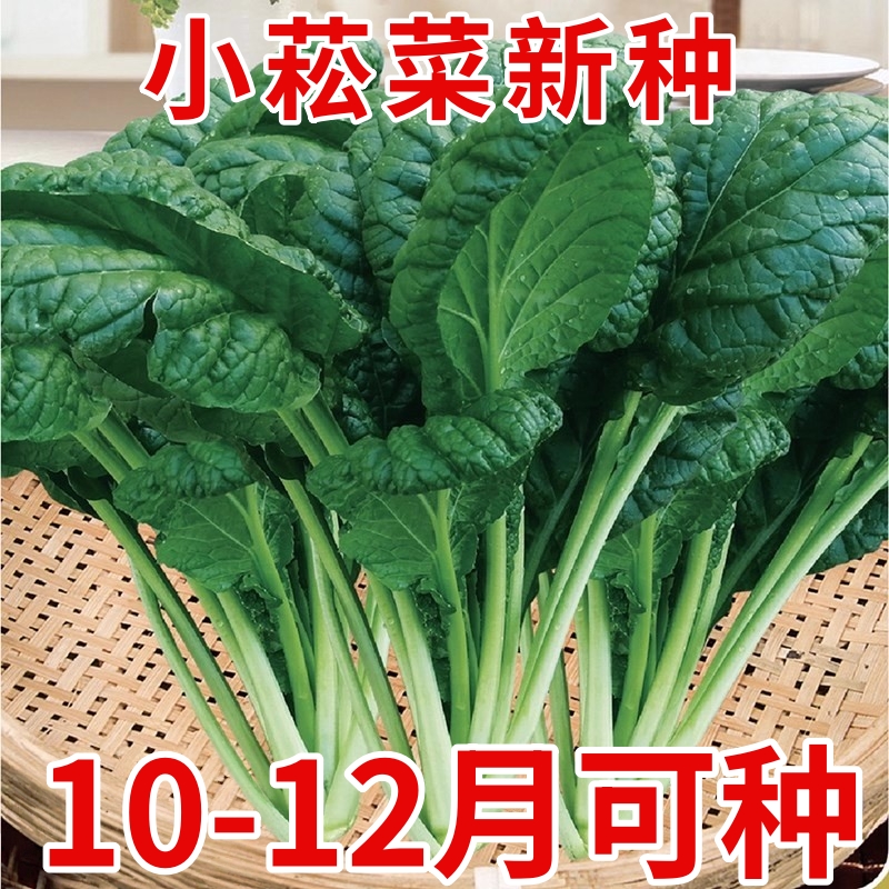 小菘菜种子青菜种籽盆栽春季蔬菜种孑耐热小白菜脆甜黑绿菜阳台